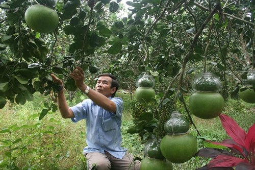 Внедряются научно-технические достижения в сельскохозяйственное производство в дельте реки Меконг - ảnh 1
